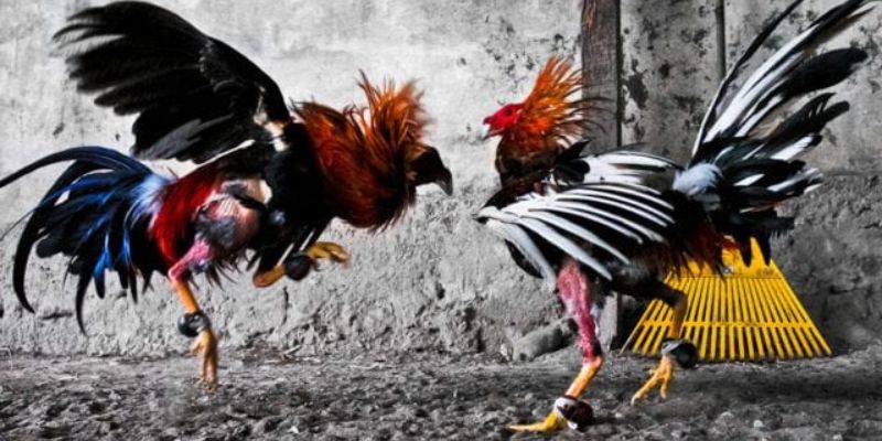 Đá gà Philippines - Tiêu điểm các loại gà đá 77WIN