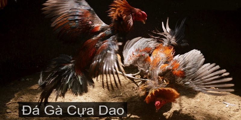 Đá Gà Cựa Dao SV388 - Thiên Đường Của Tín Đồ Mê Chọi Kê